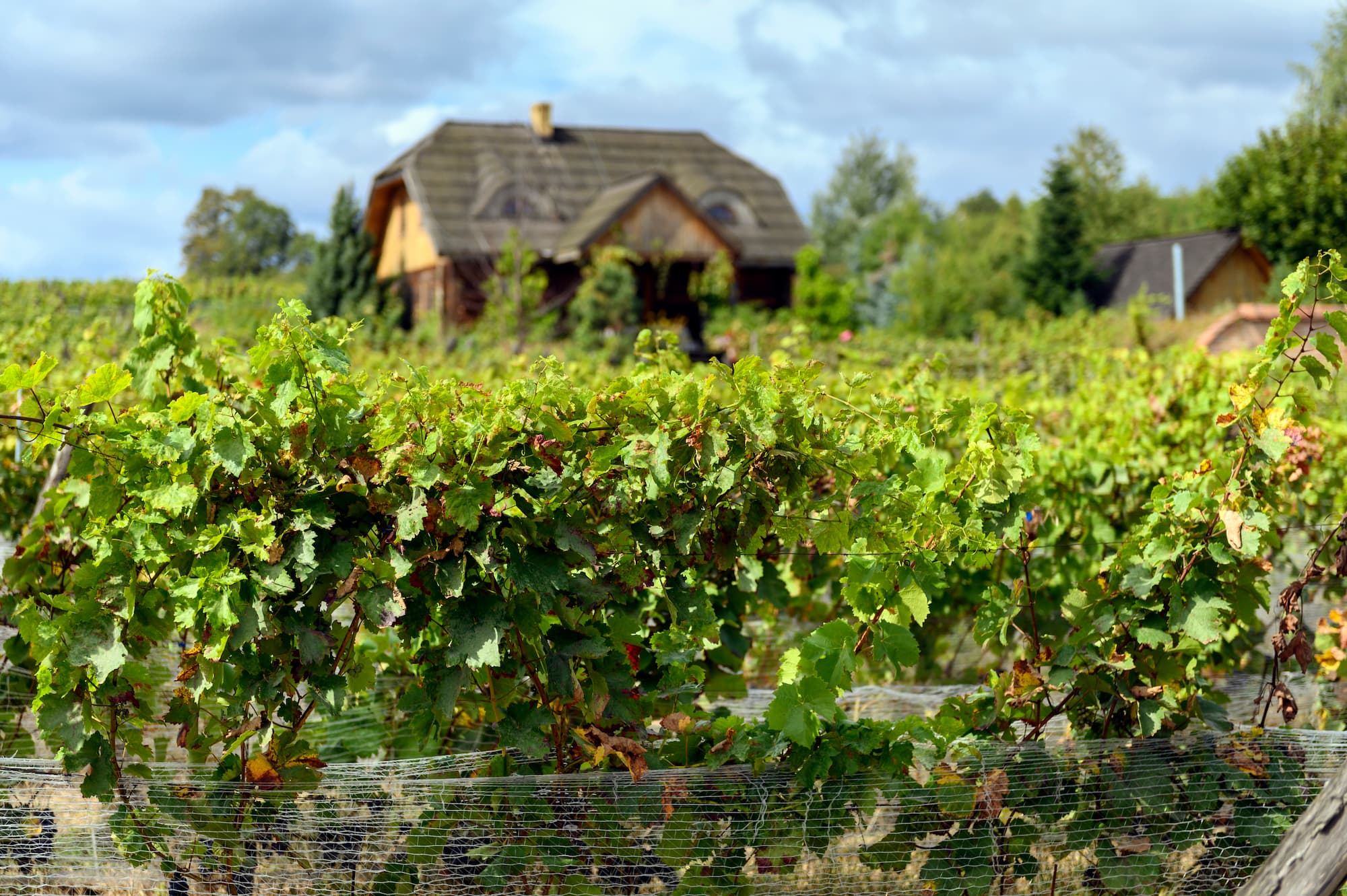 ADOBESTOCK_289584623 | ARCHI Sweet Toits de maisons vigneronnes : quelles spécificités et contraintes en rénovation ? Sainte-Marie-aux-Mines